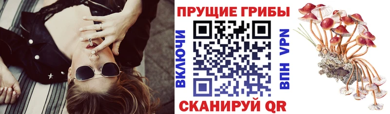 Купить  Кандалакша  Псилоцибиновые грибы Psilocybe 